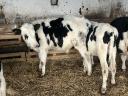 6 5 month old calves for sale