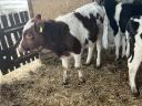 6 5 month old calves for sale