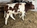 6 5 month old calves for sale