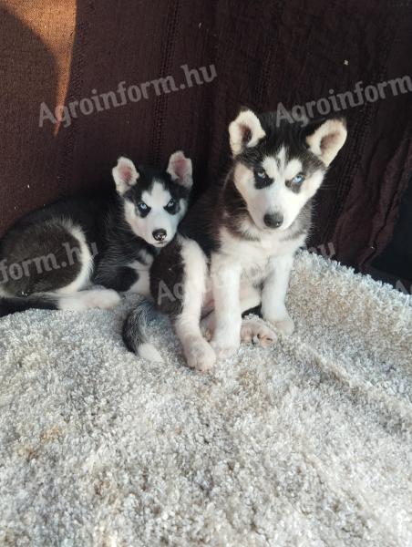 Šteniatko s husky osobnosťou