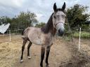 Shagya Arabian stallion