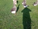 Home reared farmyard goose flock for sale in Kiskunfélegyháza: 3 geese and 1 hen