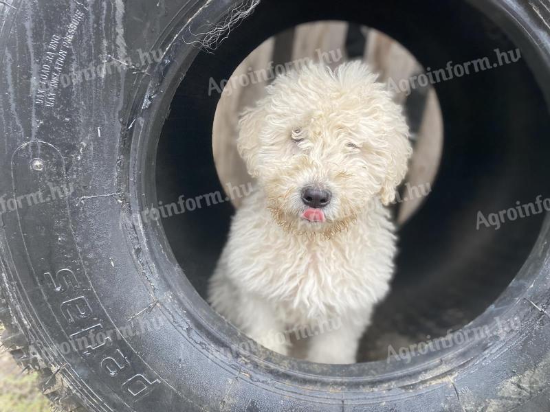 Komondor lads s-ar muta