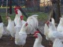 Leghorn chick, chicken, day-old chick