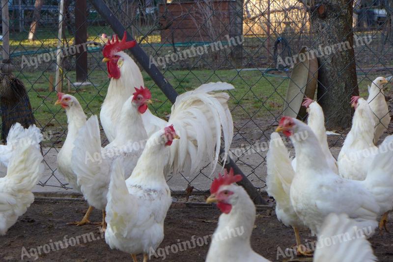 Leghorn chick, chicken, day-old chick