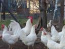 Leghorn chick, chicken, day-old chick