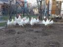 Leghorn chick, chicken, day-old chick