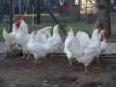 Leghorn chick, chicken, day-old chick