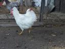 Leghorn chick, chicken, day-old chick