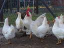 Leghorn chick, chicken, day-old chick