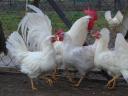 Leghorn chick, chicken, day-old chick