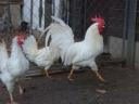 Leghorn chick, chicken, day-old chick