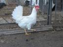 Leghorn chick, chicken, day-old chick