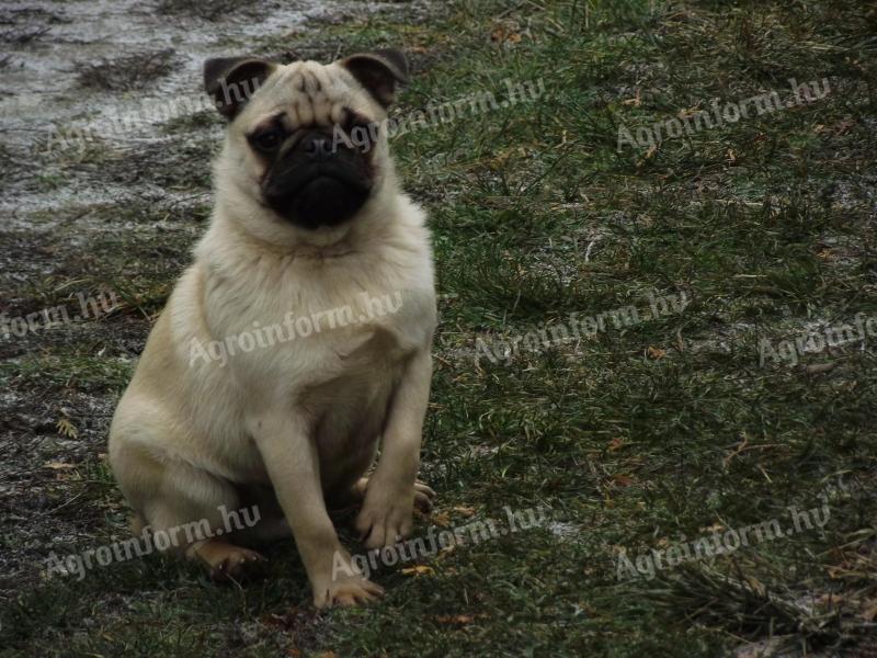 Mops-Studentenrüde, Natur pur, zum Mitnehmen geeignet