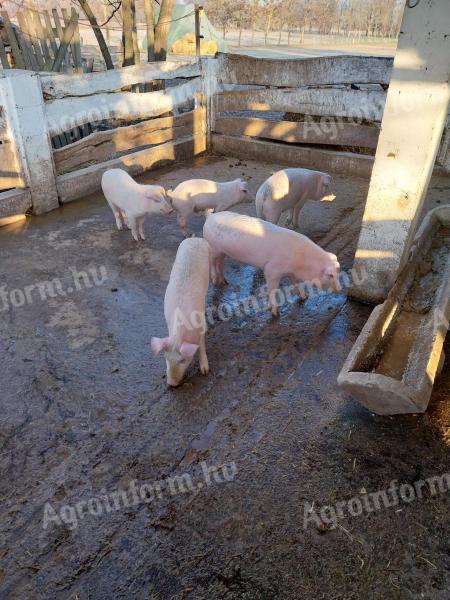 Schweine und Ferkel zu verkaufen