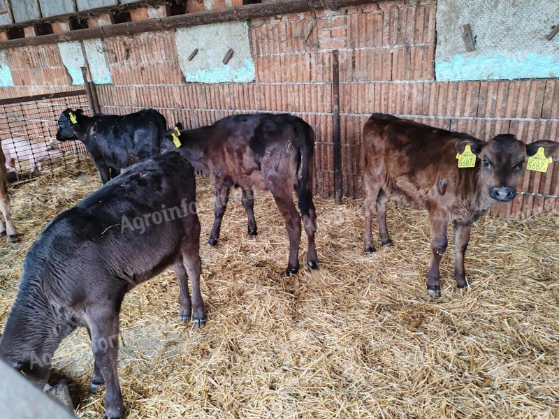 5 heifer calves for sale