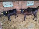 5 heifer calves for sale