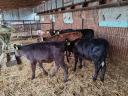 5 heifer calves for sale