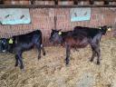 5 heifer calves for sale