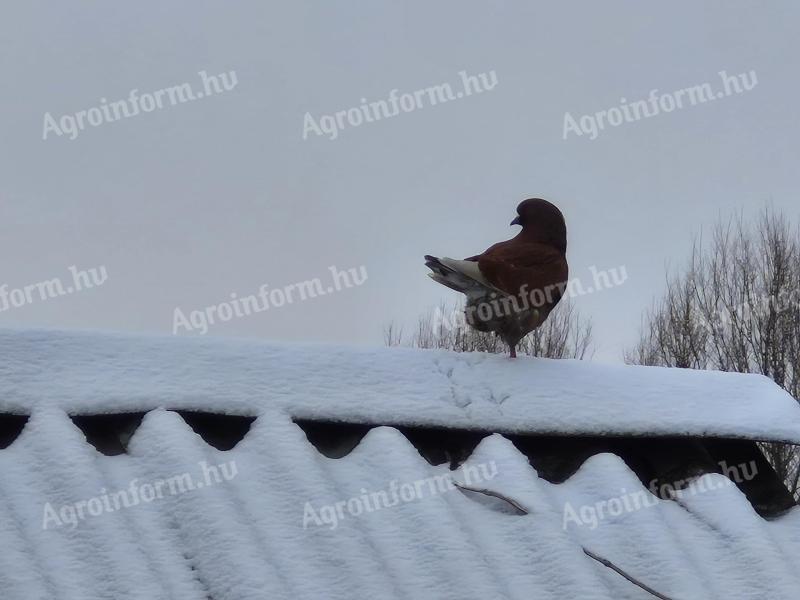 Pigeons for sale