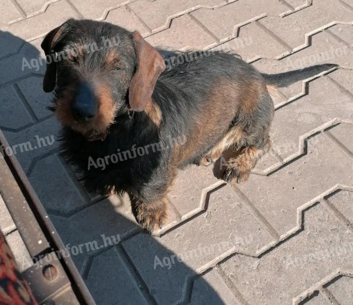 Dachshund cu păr spinos