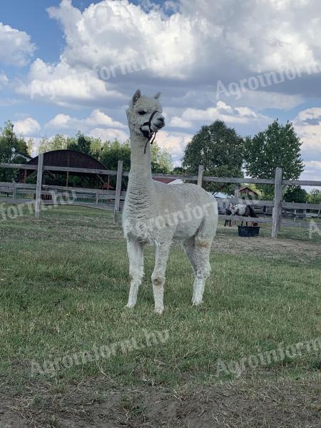 Armăsar Alpaca