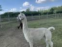 Armăsar Alpaca