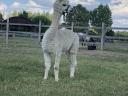 Armăsar Alpaca