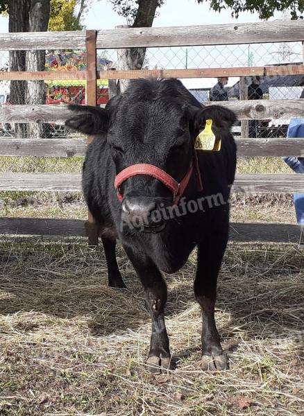 Ferma olandeză de pitici Dahmer