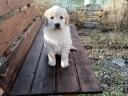 Labrador puppy