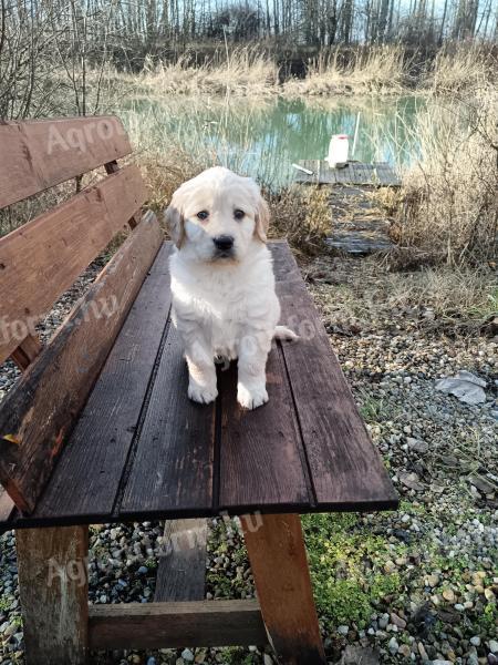 Labrador puppy