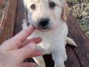 Labrador puppy