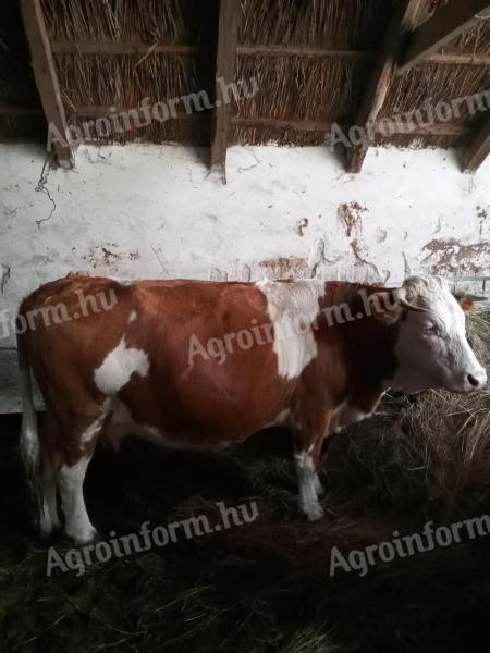 Ungarische Bunt- und Charolais-Kühe zu verkaufen