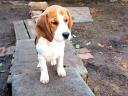 Beagle puppies waiting for a new owner