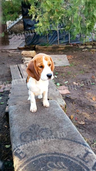 Beagle puppies waiting for a new owner