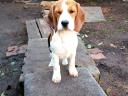 Beagle puppies waiting for a new owner