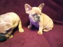 French bulldog puppies waiting for a new owner