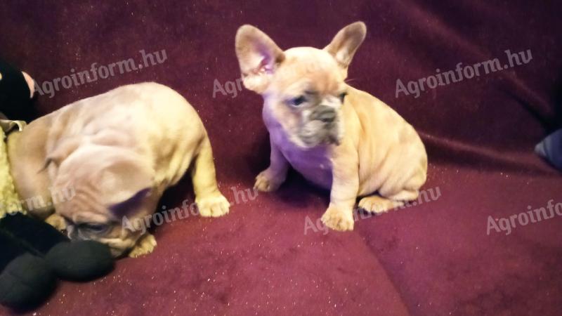 French bulldog puppies waiting for a new owner