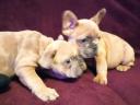 French bulldog puppies waiting for a new owner