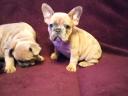 French bulldog puppies waiting for a new owner