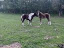 Ponies and horses for sale