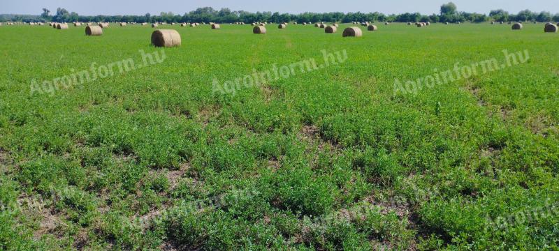 60 ha lucerny na prenájom v roku 2025