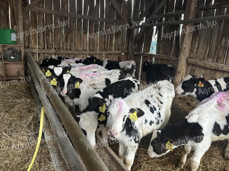 Bull calves for sale