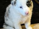 Border kolie blue merle