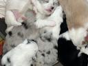 Border kolie blue merle