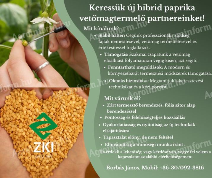 Căutăm fermieri preciși și dedicați pentru producția de semințe hibride de paprika