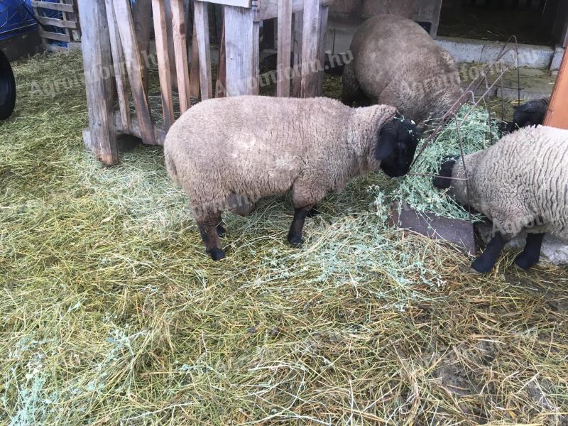 Suffolk lambs for sale