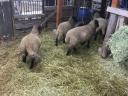 Suffolk lambs for sale