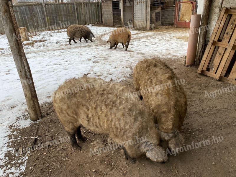 Mangalica hízó