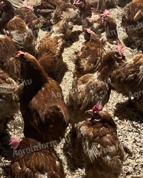 Egg hens for sale